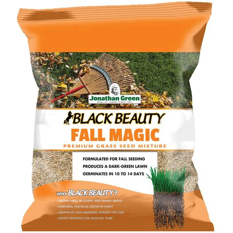 Black Beauty Fall Magic Grass Seed: The Ultimate Solution for Fall Lawn Maintenance